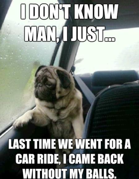 Introspective Pug Meme Car Ride Neutering