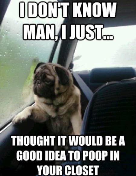 Pug Meme Closet Poop