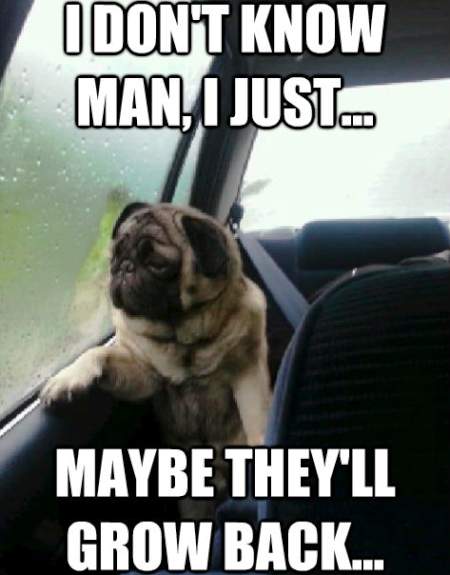 Pug Meme Hopes They Grow Back