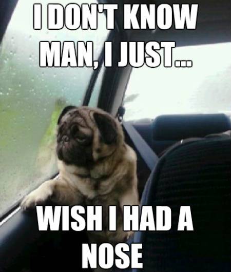 Introspective Pugs Meme Flat Nose