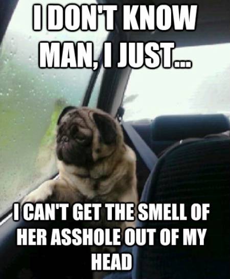 Pug Smell Her Ass