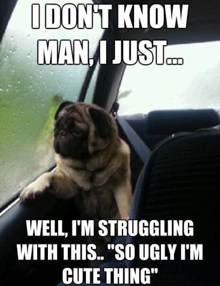 Introspective Pug Meme