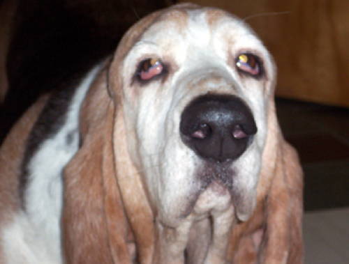 Basset Hound