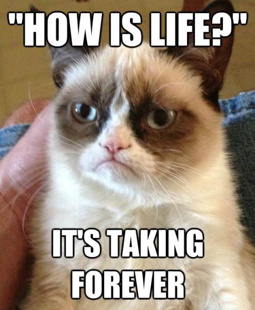 Best Of Grumpy Cat