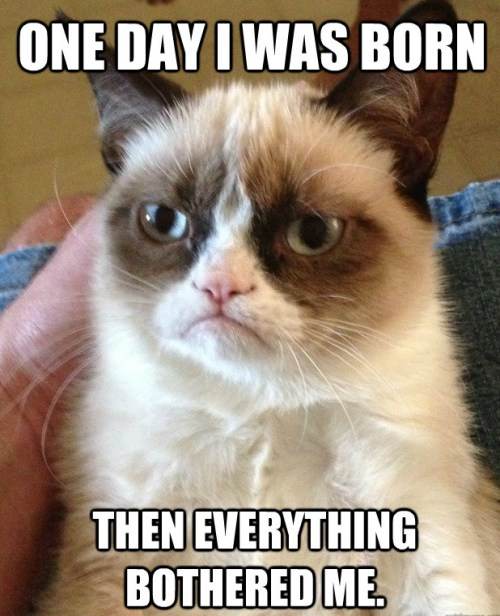 Funny Grumpy Cat Memes