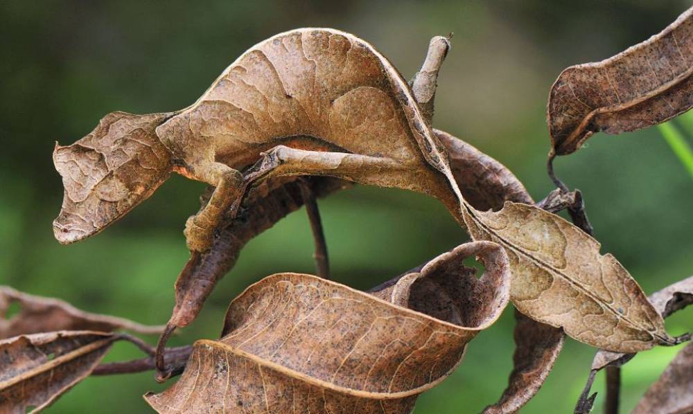 leaf-tailed-gecko