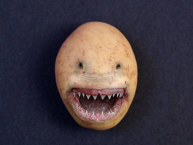 Potato Shark Best Viral Pictures