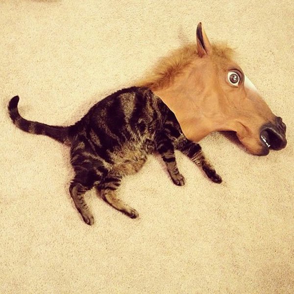 Cat Wearing A Horsehead