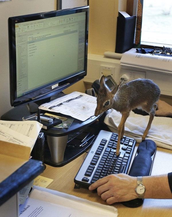 Viral Pictures Tiny Deer