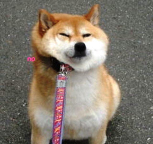 Shiba Inu Meme No