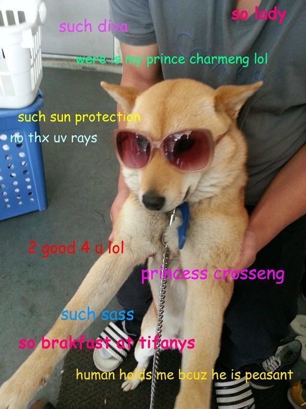 Dog Wearing Sunglasses