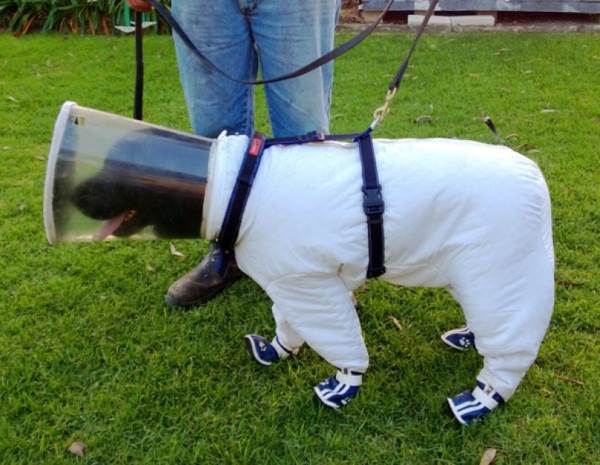 Dog Beekeeper