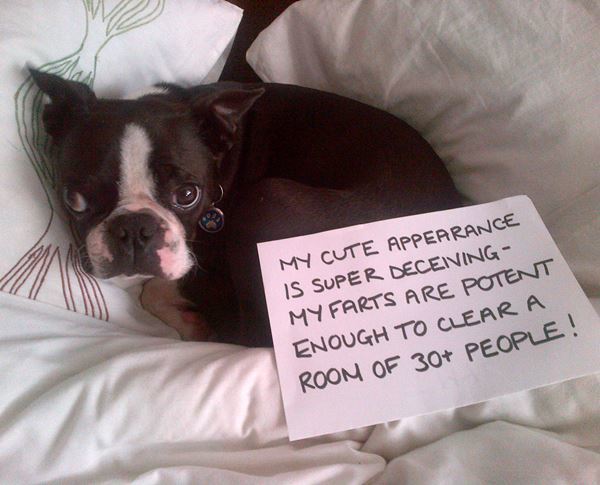 Dog Shaming Farts