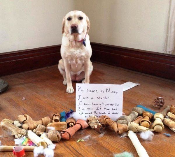 Dog Shaming Hoarder