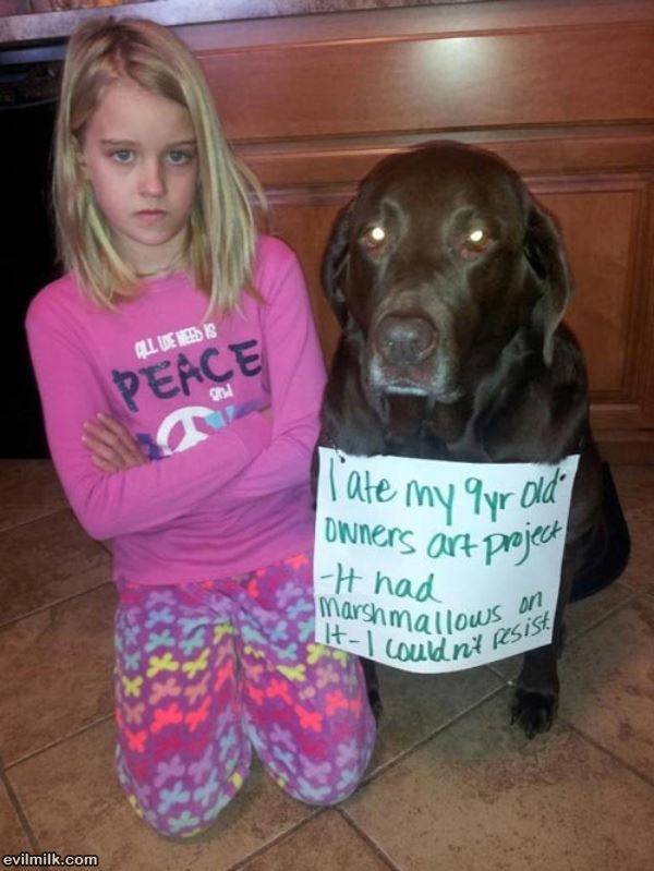 Dog Shaming Ate Homework