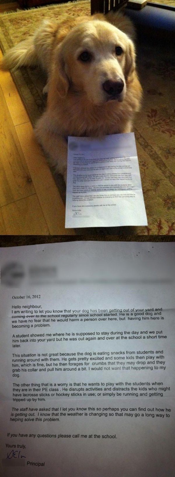 Dog Shaming Letter