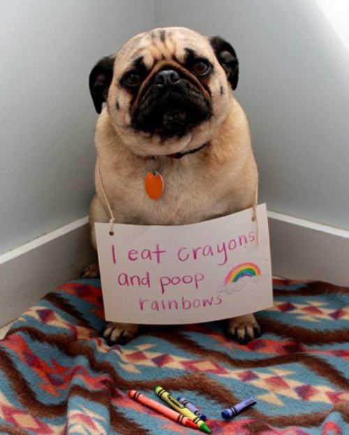 Dog Shaming For Poop Rainbows