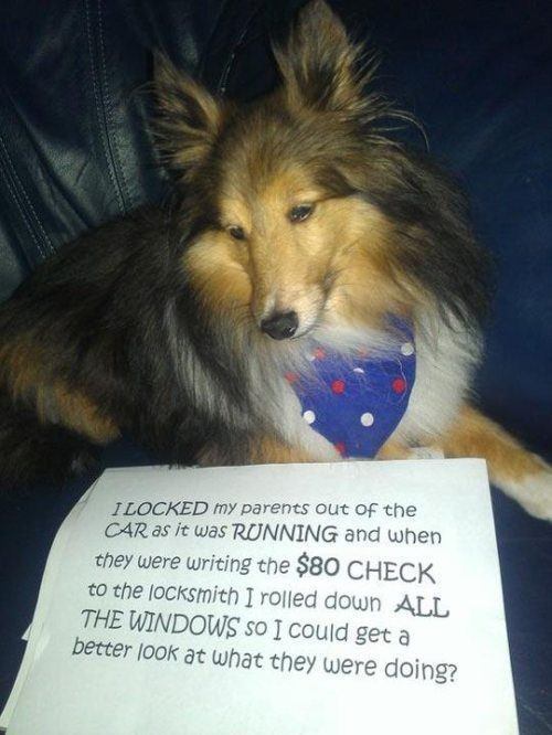 Dog Shaming Windows