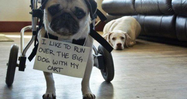 Dog Shaming