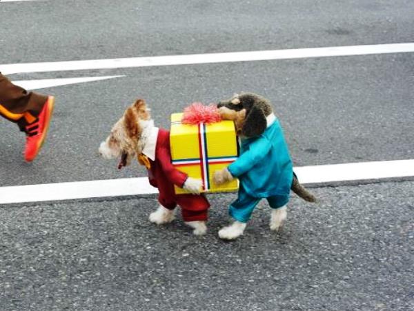 Funny Dog Costumes