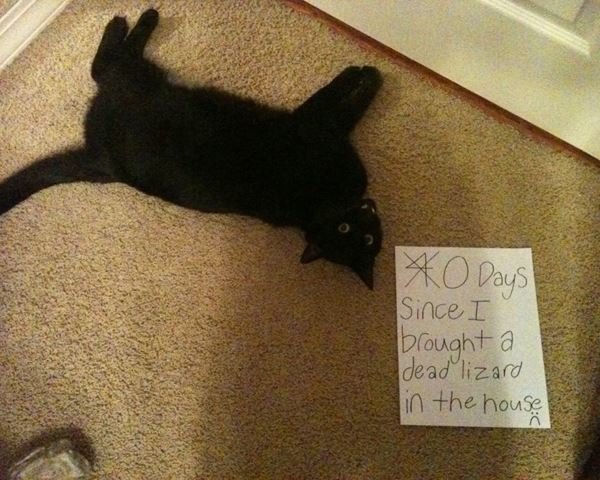 Cat Shaming Dead Lizard