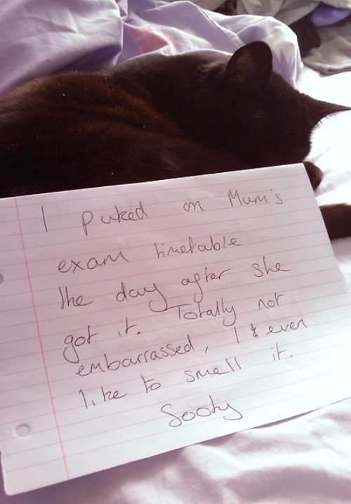 Cat Shaming Puke