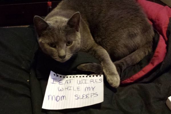 Cat Shaming