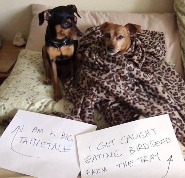 Dog Shaming Dogs