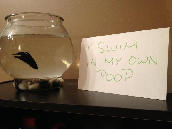 Fish Shaming