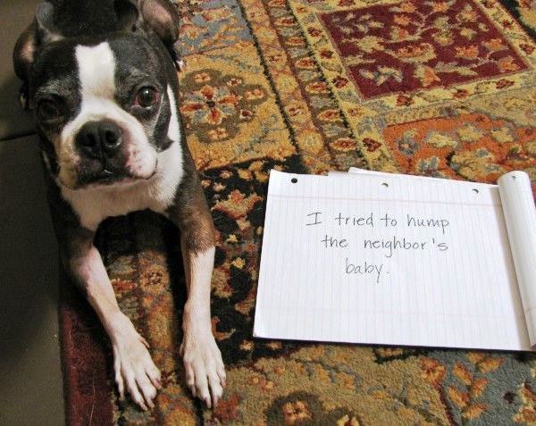 Dog Humping The Neighbor's Baby