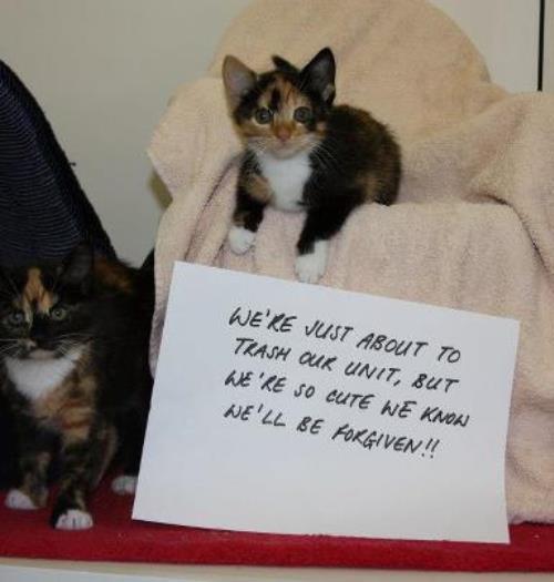 Kitten Shaming