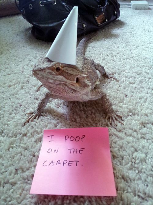 Funny Pet Shaming Bearded Dragon