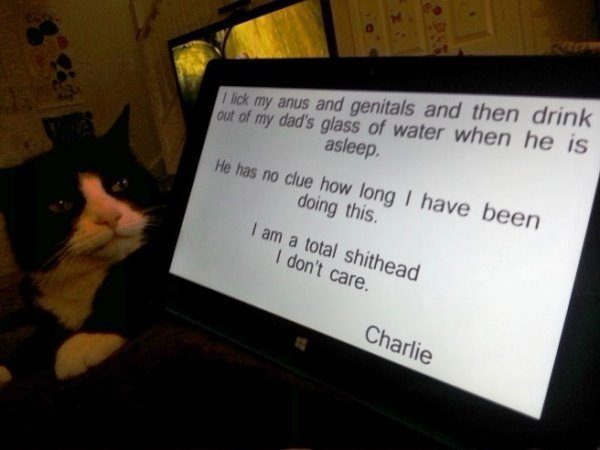 Funny Shaming Photos The Cat