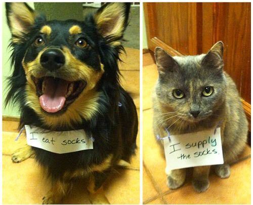 Pet Shame Dog Cat