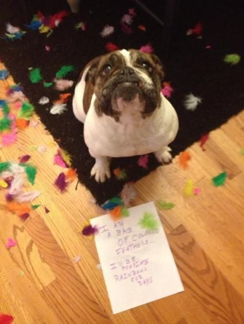 Hilarious Pet Shaming Photos