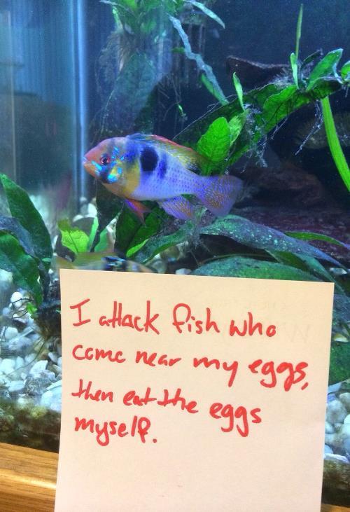 Pet Shaming Fish