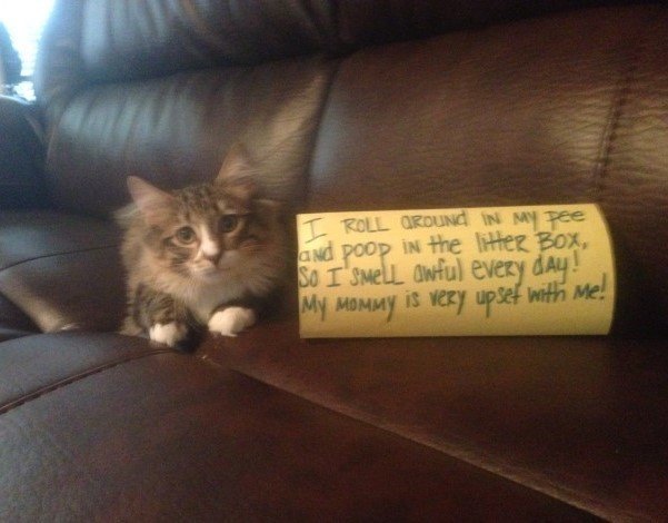 Cat Shaming Rolling Around