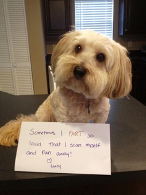 Pet Shaming