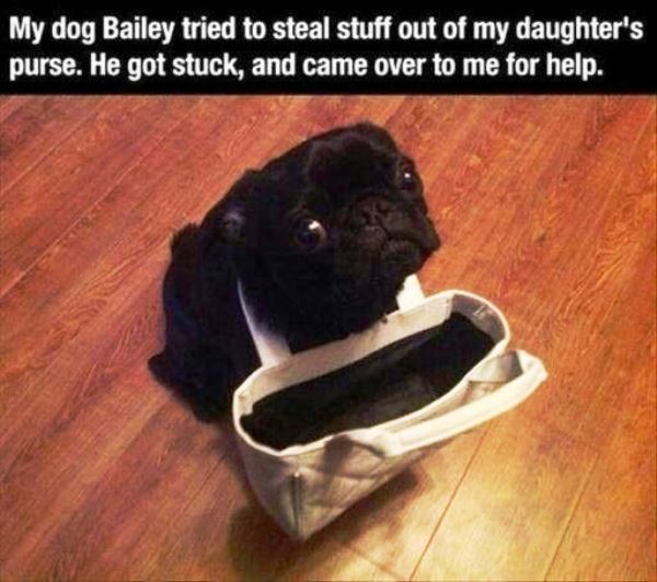 Pug Puppy Shaming