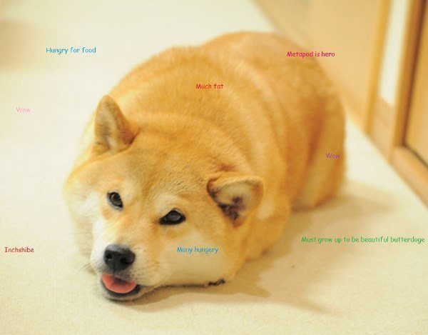 Shiba Caterpillar