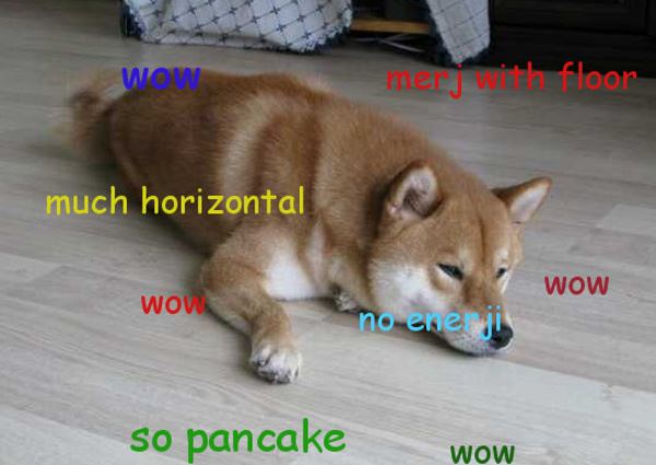 Shiba Inu Meme