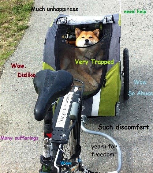 Trapped Shiba