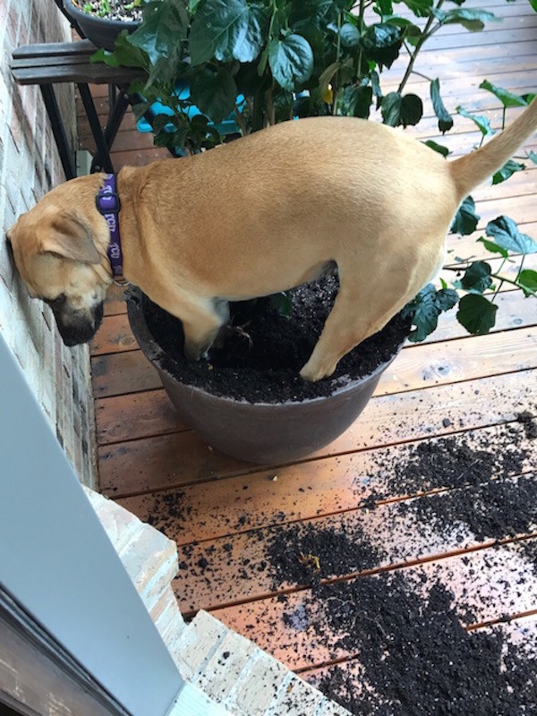 Potted Plant Destroyer