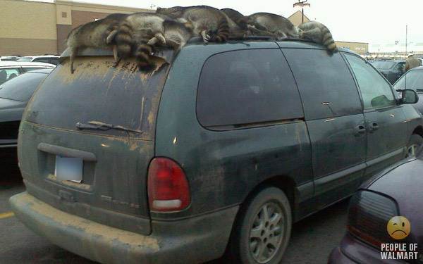 Raccoons On Mini Van