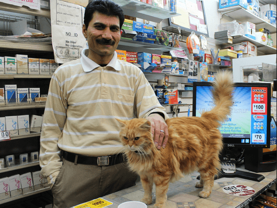 bodega cat