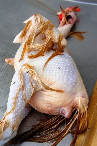 plucked chicken