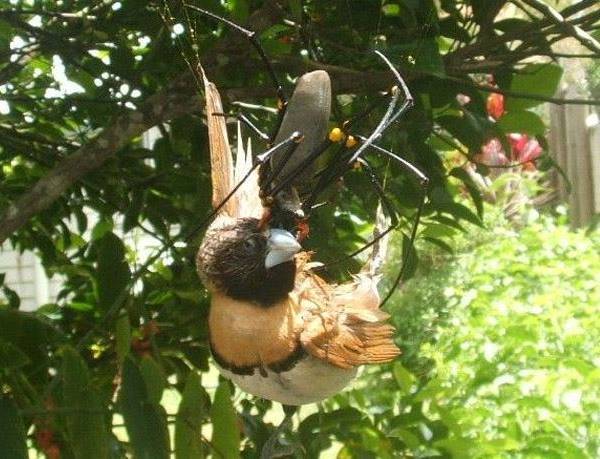 Golden Orb Spider