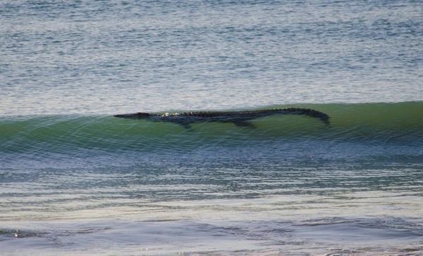 Salt Water Crocodiles