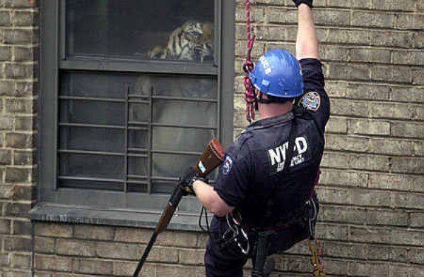 Rescuing A Drug Dealer's Tiger