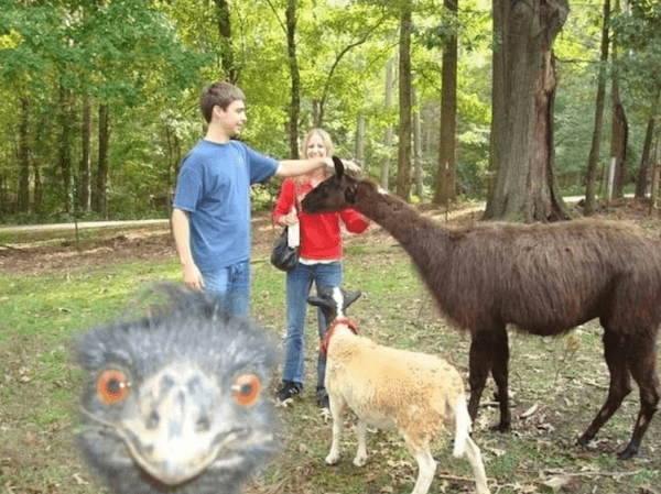 Emu